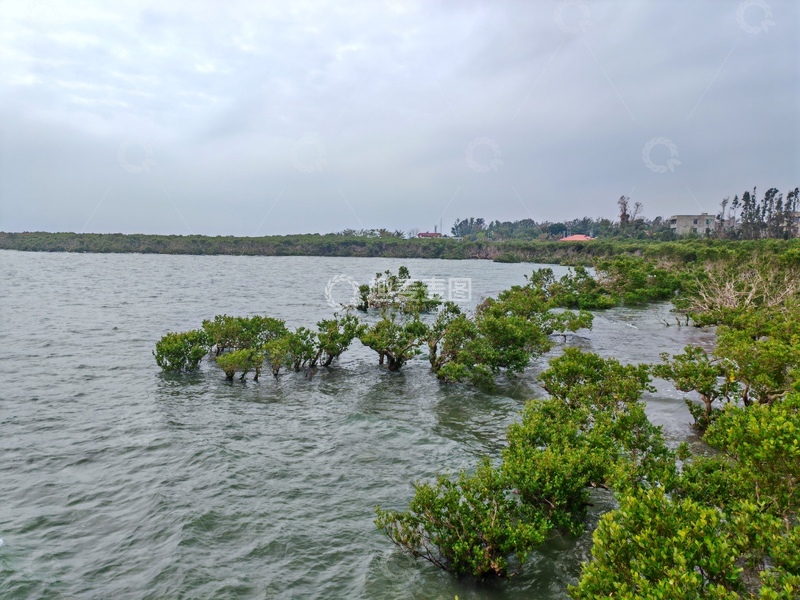 高清大图下载【趣麦麦图】湿地红树林风光