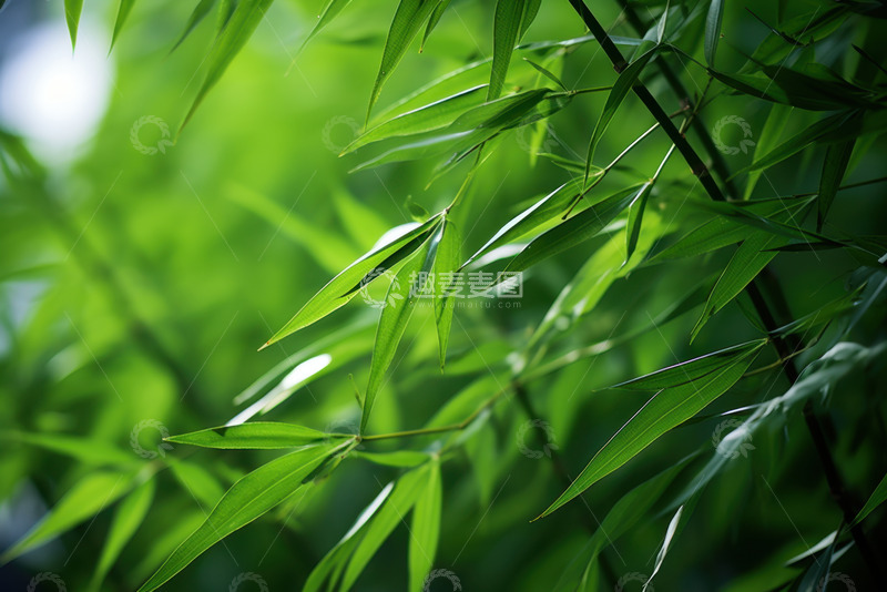高清大图下载【趣麦麦图】翠绿的竹叶特写