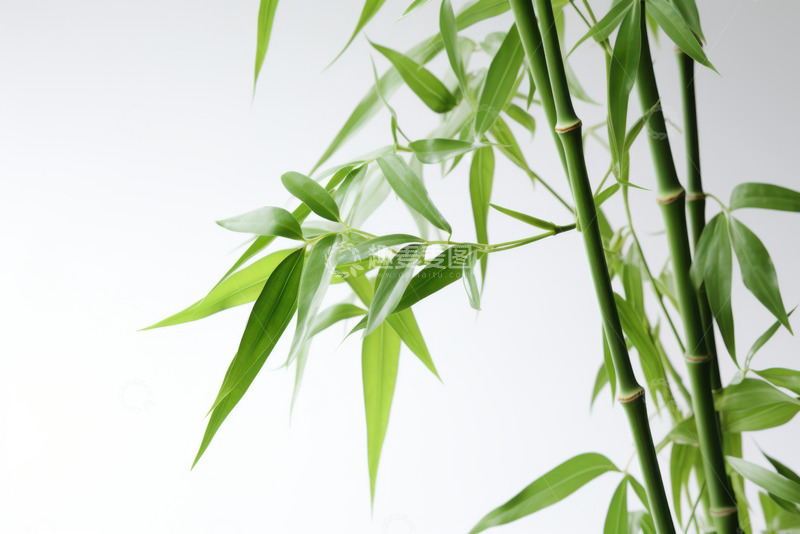 高清大图下载【趣麦麦图】竹子竹叶特写摄影