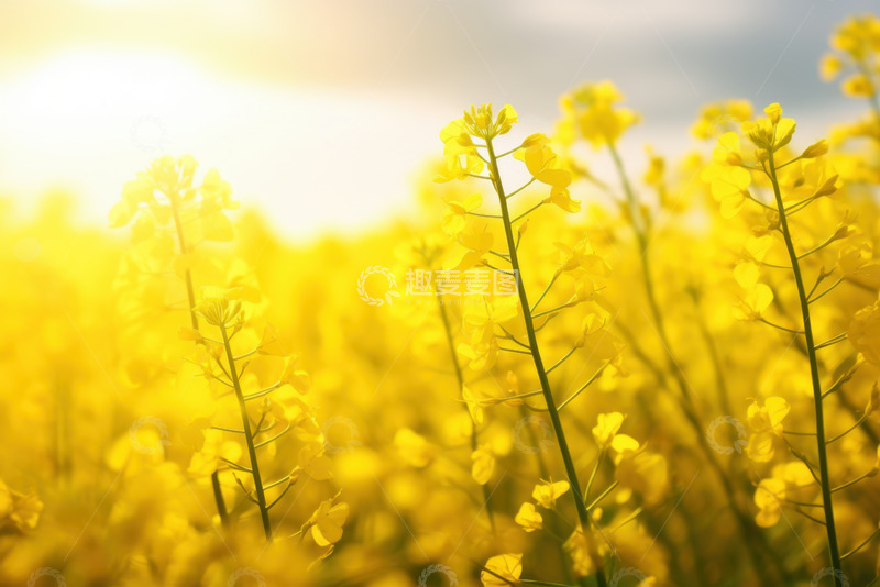 高清大图下载【趣麦麦图】油菜花田油菜花特写