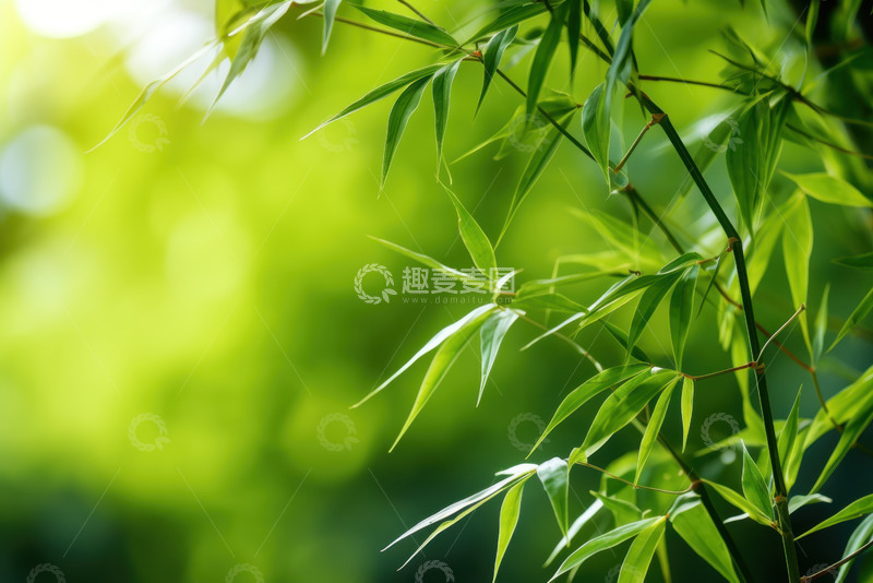 高清大图下载【趣麦麦图】自然竹叶自然风景