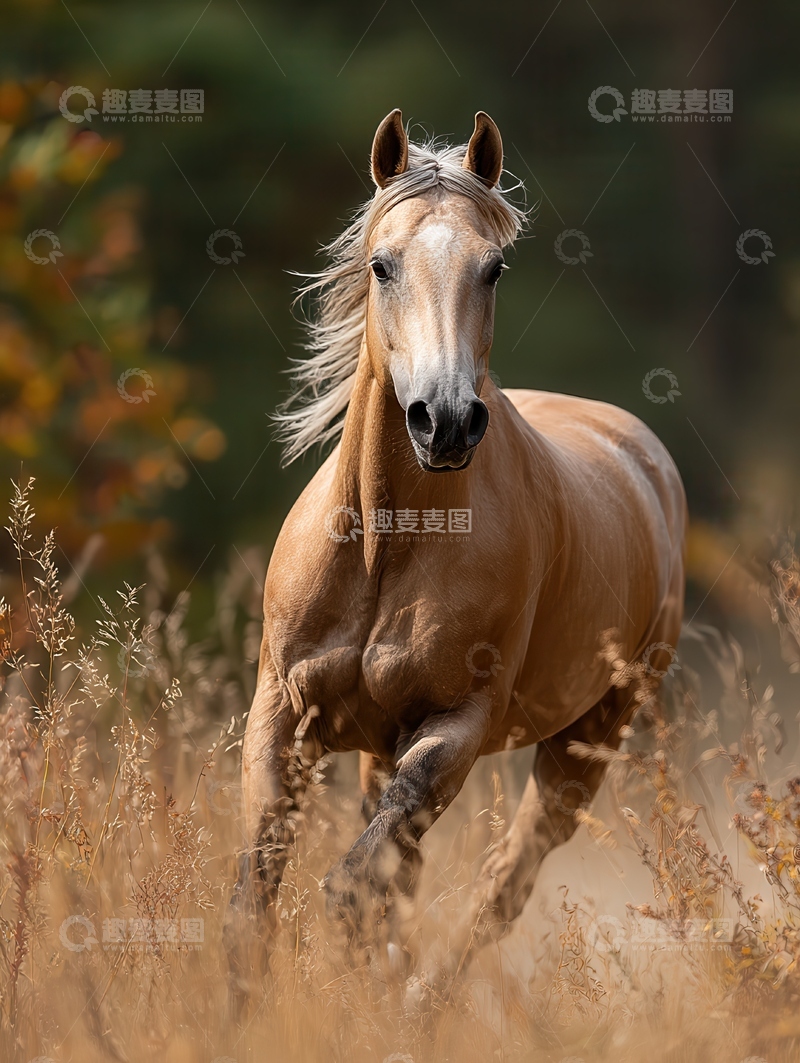 高清大图下载【趣麦麦图】阿哈尔  捷金马  团实 