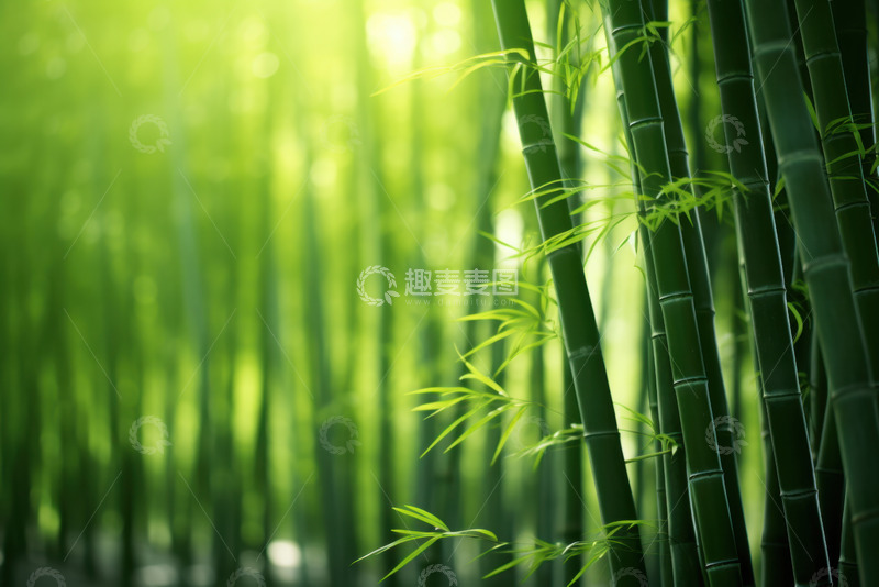 高清大图下载【趣麦麦图】竹林自然风景