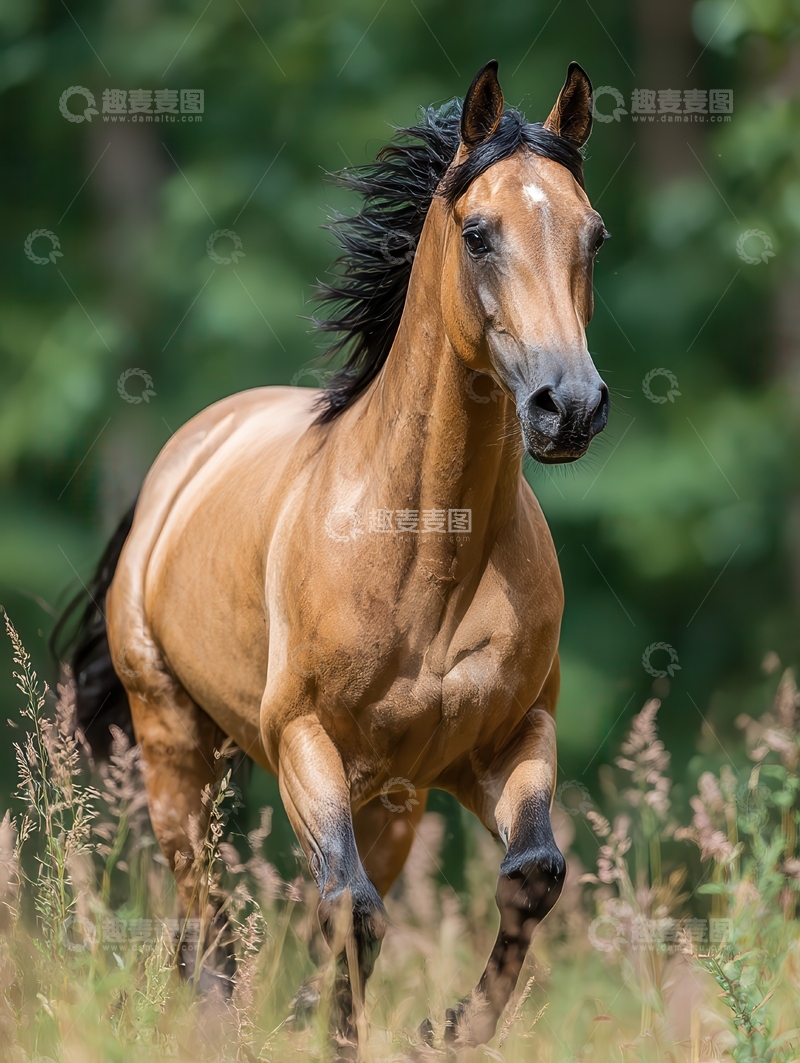 高清大图下载【趣麦麦图】阿哈尔  捷金马  矮健  