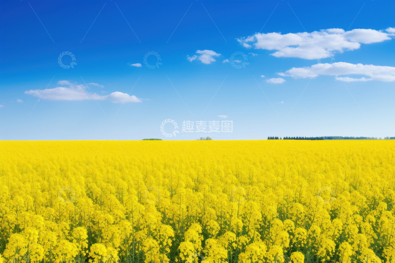 高清大图下载【趣麦麦图】油菜花田自然美景