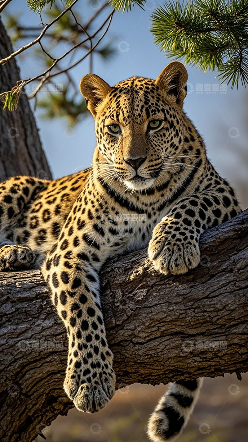 高清大图下载【趣麦麦图】豹猫树梢休息野生摄影