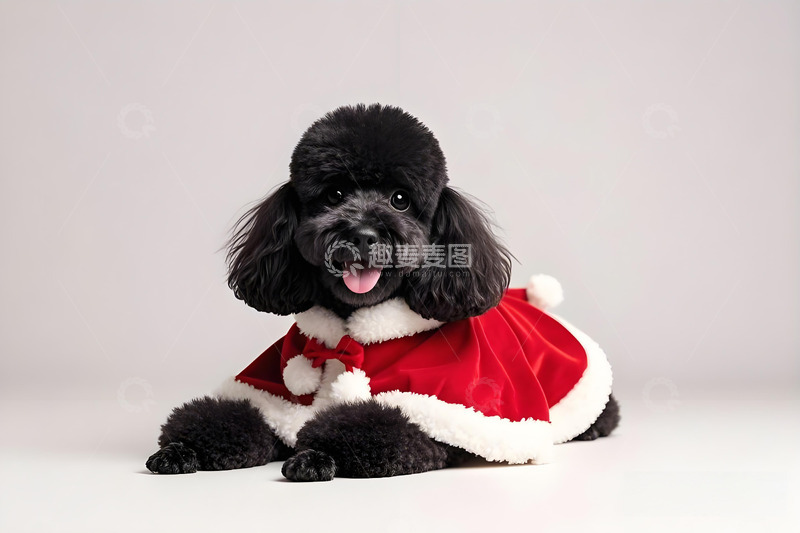 高清大图下载【趣麦麦图】可爱小狗宠物摄影