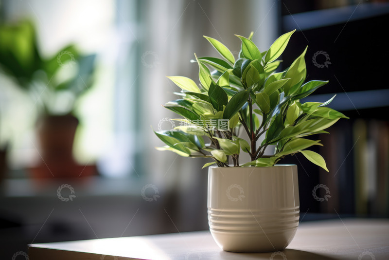 高清大图下载【趣麦麦图】放在桌面的一盆绿植