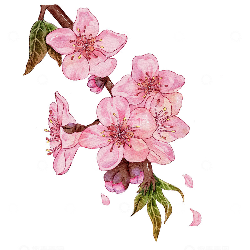 源文件下载【趣麦麦图】桃花水彩风粉色浪漫国风花卉