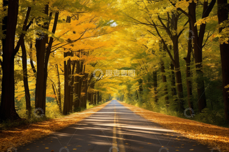 高清大图下载【趣麦麦图】秋季黄绿色树林中的马路