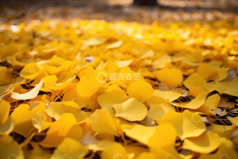 高清大图下载【趣麦麦图】银杏树叶铺满地面