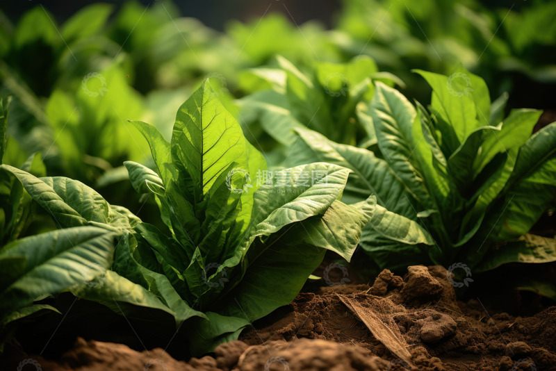 高清大图下载【趣麦麦图】草地里的蔬菜特写