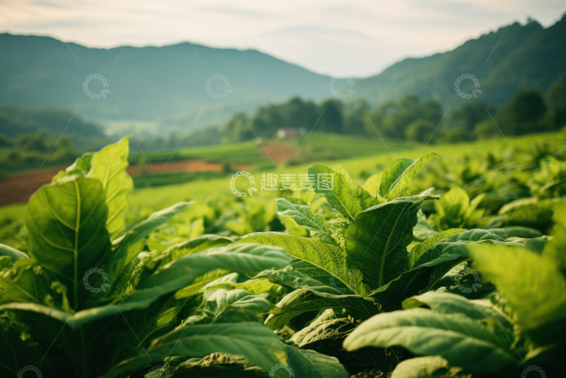 高清大图下载【趣麦麦图】生长的烟叶植物