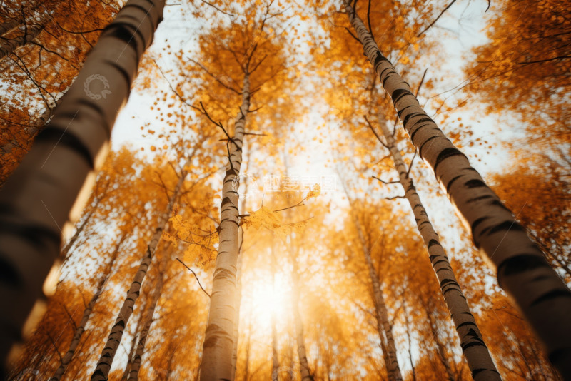 高清大图下载【趣麦麦图】秋季的桦树林