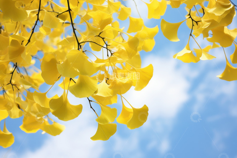 高清大图下载【趣麦麦图】蓝天下的银杏树