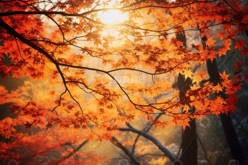 高清大图下载【趣麦麦图】枫树林里的枫树摄影