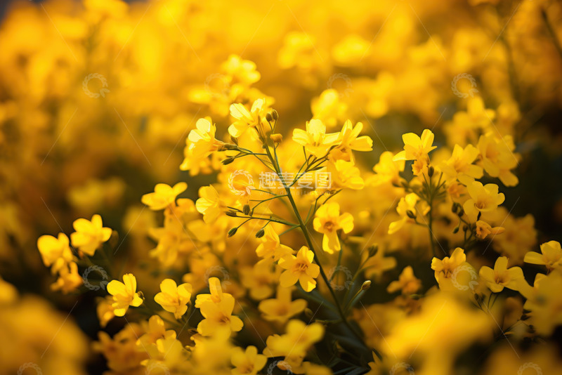 高清大图下载【趣麦麦图】油菜花花田风景