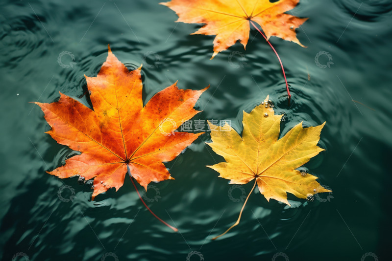 高清大图下载【趣麦麦图】河面上飘着的枫叶