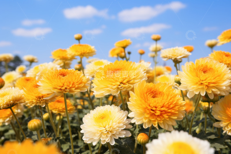 高清大图下载【趣麦麦图】黄色的菊花丛摄影