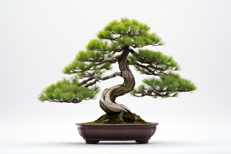 高清大图下载【趣麦麦图】一盆松树盆栽