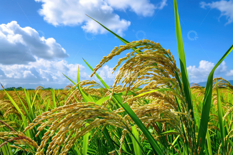 高清大图下载【趣麦麦图】稻田稻穗特写摄影