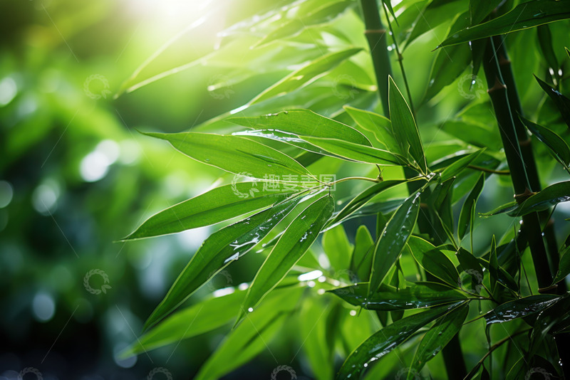 高清大图下载【趣麦麦图】竹林里的竹叶特写