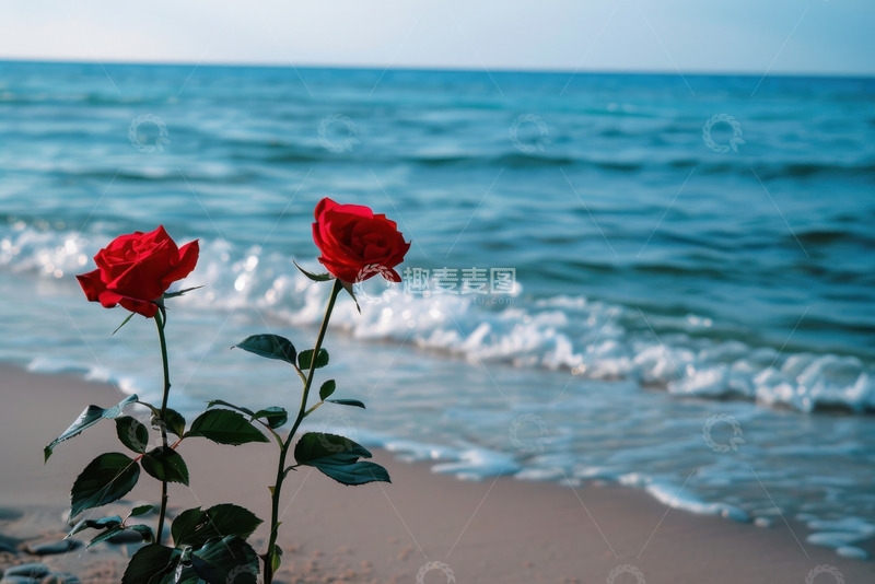 高清大图下载【趣麦麦图】大海边上的两只玫瑰