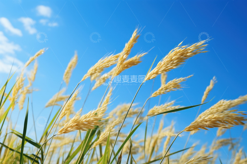 高清大图下载【趣麦麦图】蓝天下的稻穗