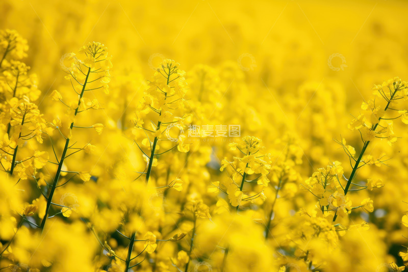 高清大图下载【趣麦麦图】油菜花田风景