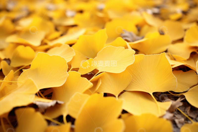 高清大图下载【趣麦麦图】秋季银杏树叶铺满地面