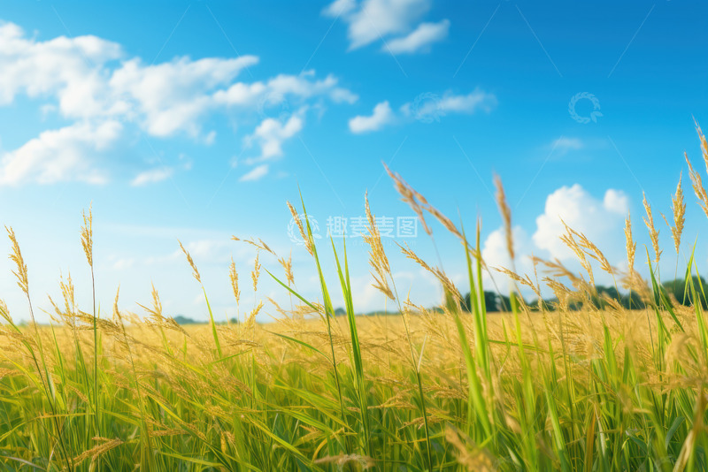 高清大图下载【趣麦麦图】稻穗农田自然风景