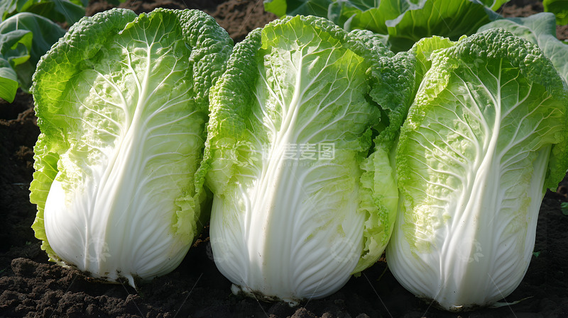 高清大图下载【趣麦麦图】新鲜有机白菜的特写