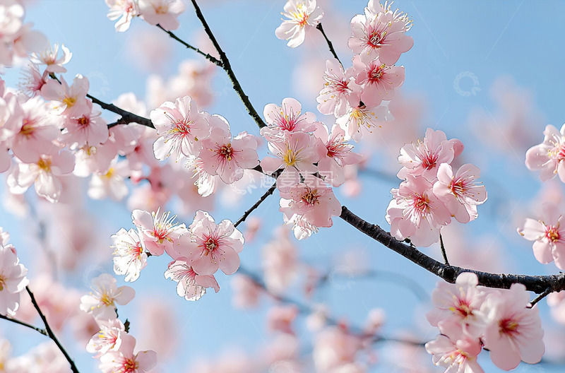 高清大图下载【趣麦麦图】春季桃花风景摄影图