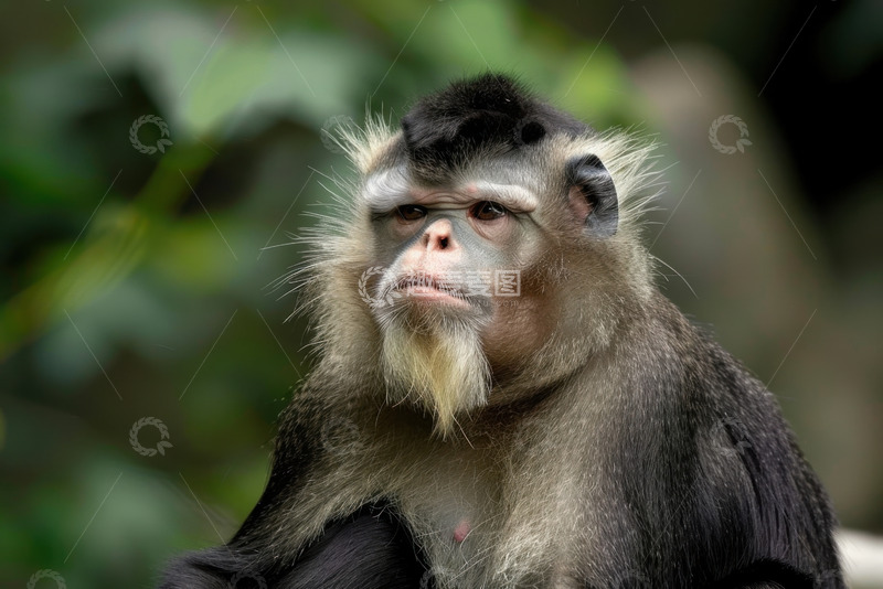 高清大图下载【趣麦麦图】一只老年猴子