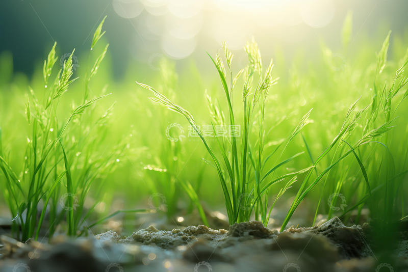 高清大图下载【趣麦麦图】土壤里生长出的稻苗