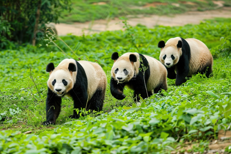 高清大图下载【趣麦麦图】草地上行走的三只大熊猫