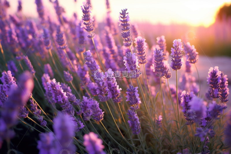 高清大图下载【趣麦麦图】紫色薰衣草特写
