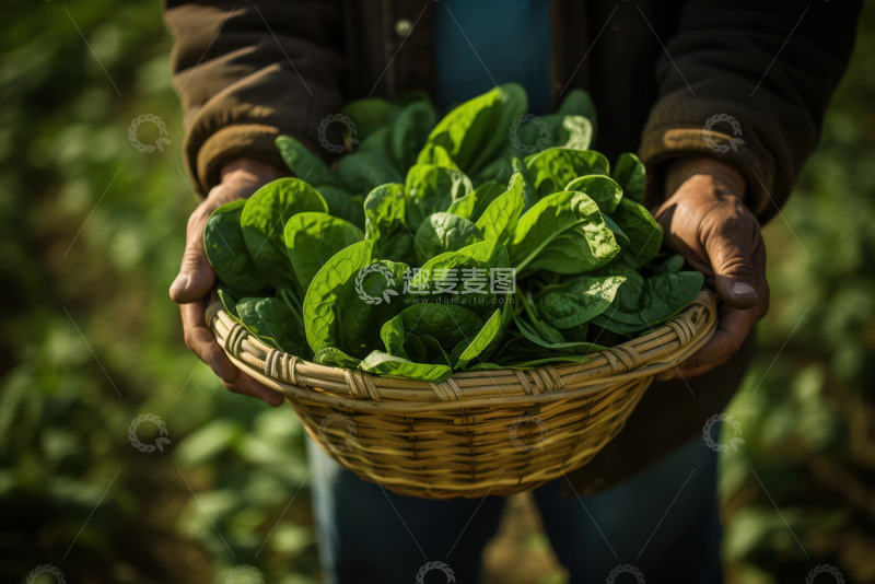 高清大图下载【趣麦麦图】-农民手捧一盆菠菜