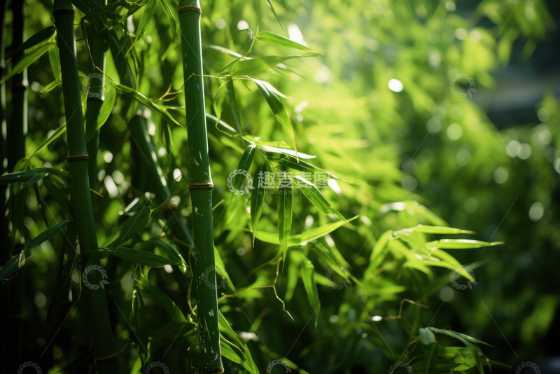 高清大图下载【趣麦麦图】翠绿色的竹林