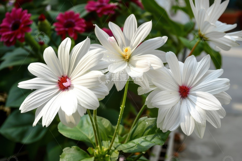 高清大图下载【趣麦麦图】盛开的三朵白花