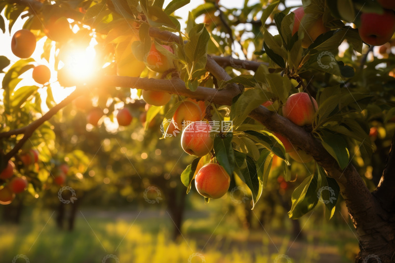 高清大图下载【趣麦麦图】果园内的苹果树