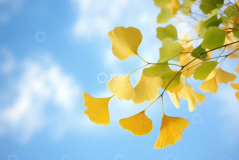 高清大图下载【趣麦麦图】-蓝天下的银杏树叶