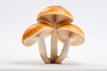 一株黄色的蘑菇