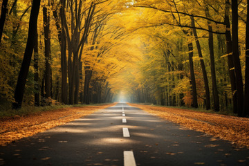 秋季树林中的一条马路