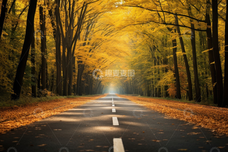 高清大图下载【趣麦麦图】-秋季树林中的一条马路