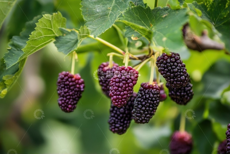 高清大图下载【趣麦麦图】桑葚树上结的桑果