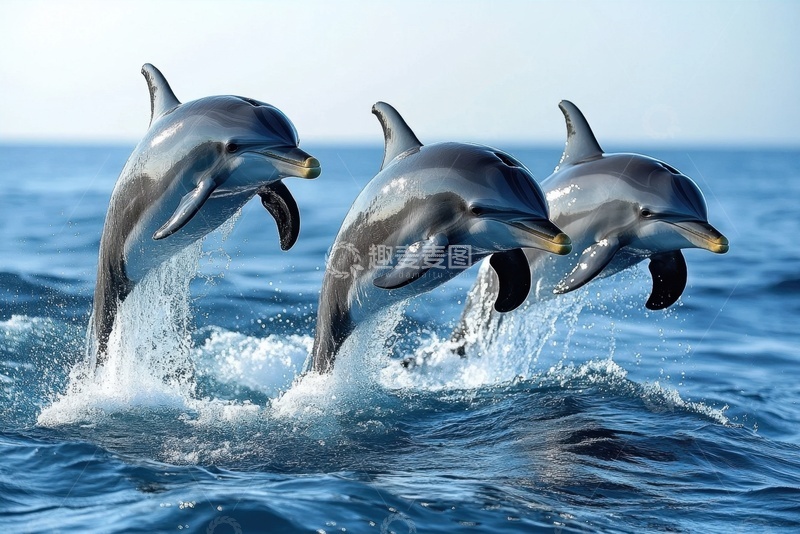 高清大图下载【趣麦麦图】跳跃的三只海豚