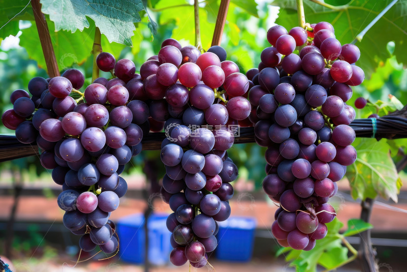 高清大图下载【趣麦麦图】紫色的葡萄特写
