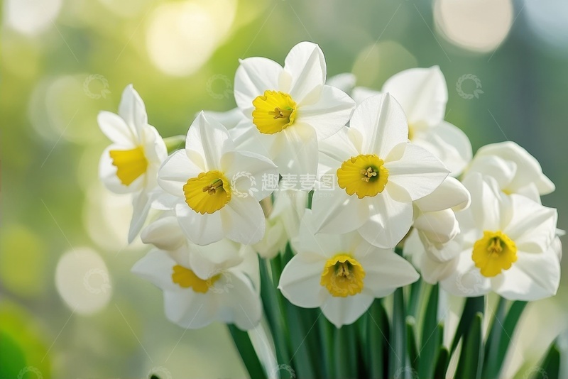 高清大图下载【趣麦麦图】一簇盛开的水仙花