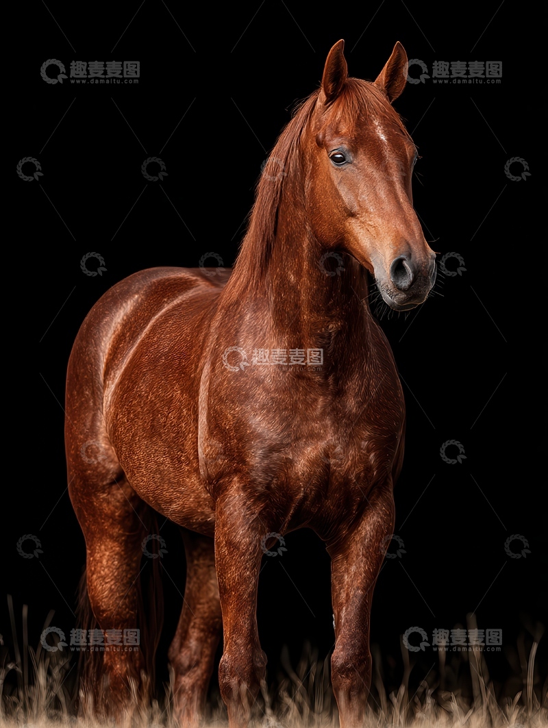 高清大图下载【趣麦麦图】 阿哈尔  捷金马  实墩 